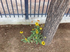 IMG_0502
